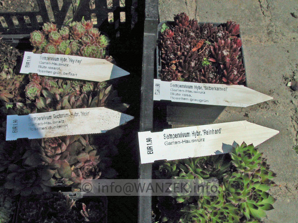 Sempervivum hybridum in Sorten 10.JPG